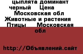 цыплята доминант черный  › Цена ­ 100 - Московская обл. Животные и растения » Птицы   . Московская обл.